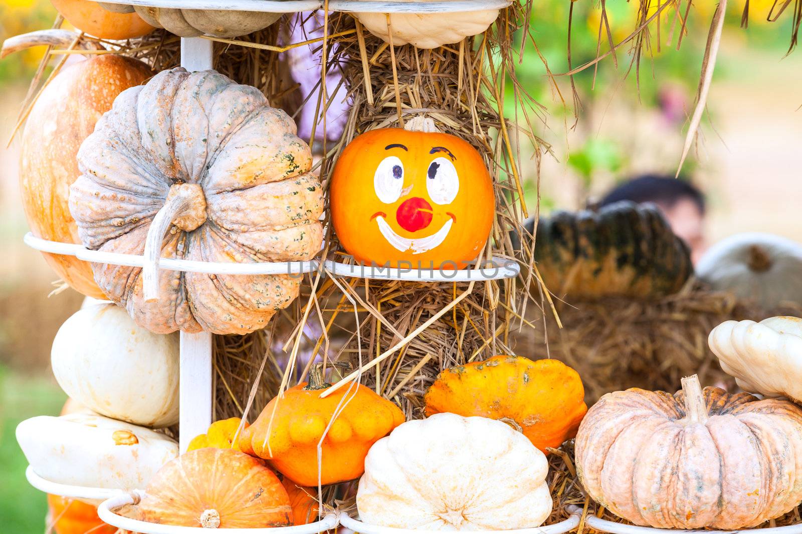 Pumpkins with different colours