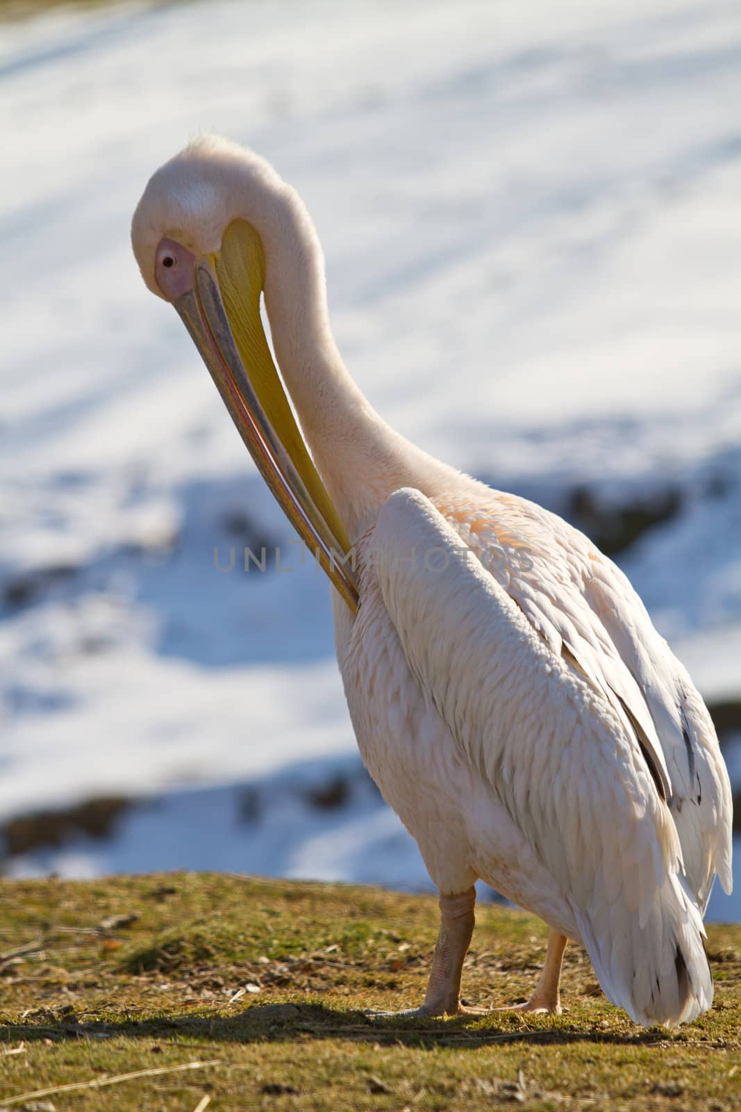 a view of a white pelican 