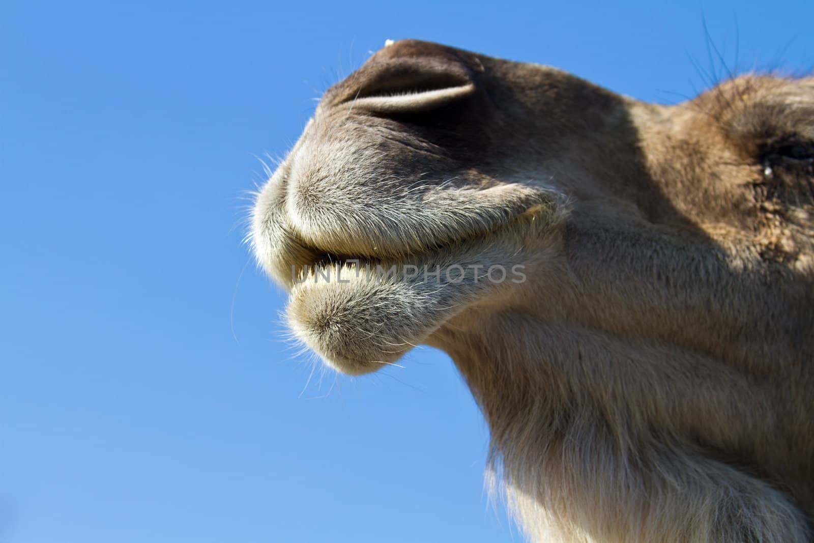 a portrait of the face of dromedary