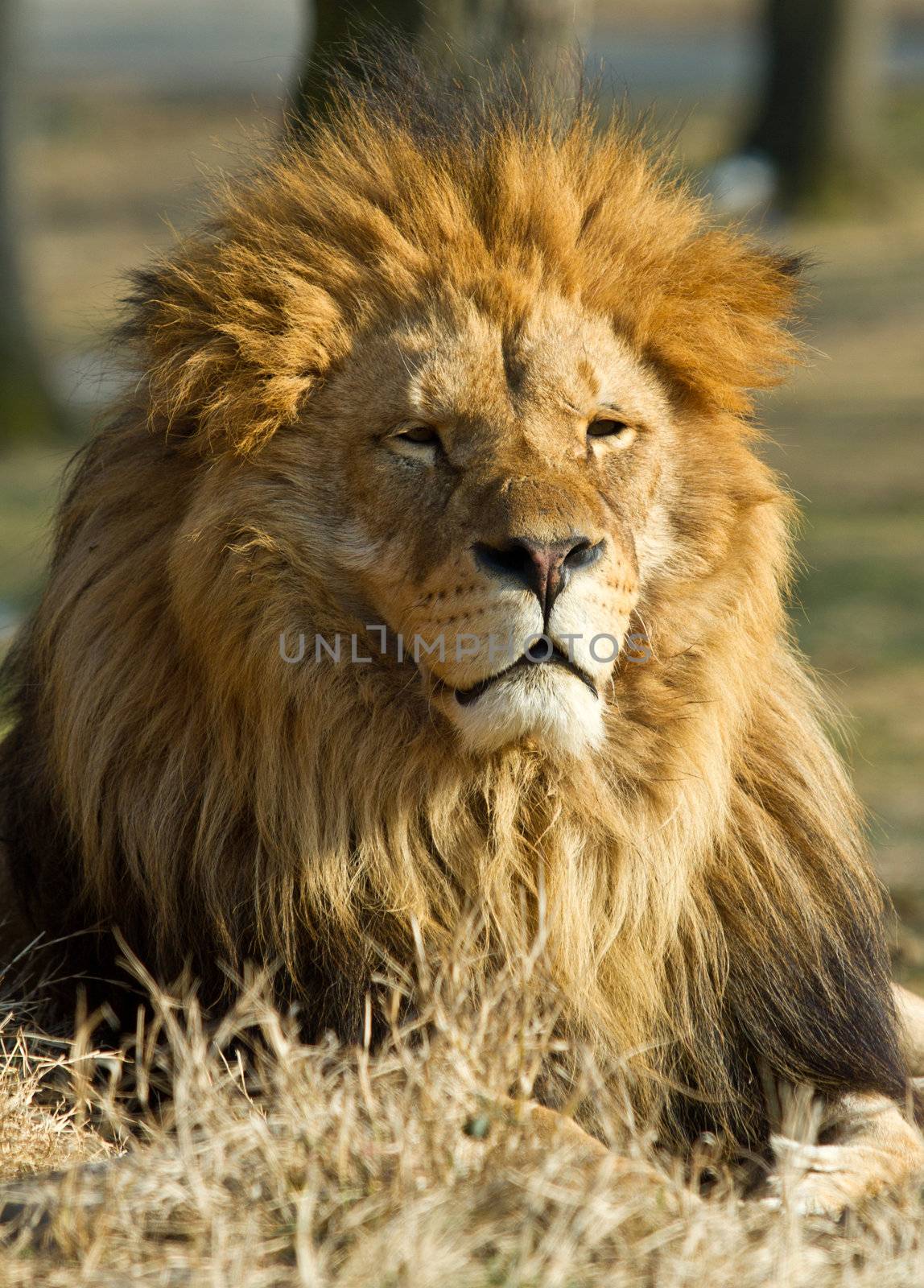 profile of a relaxed African lion staring in the zoo