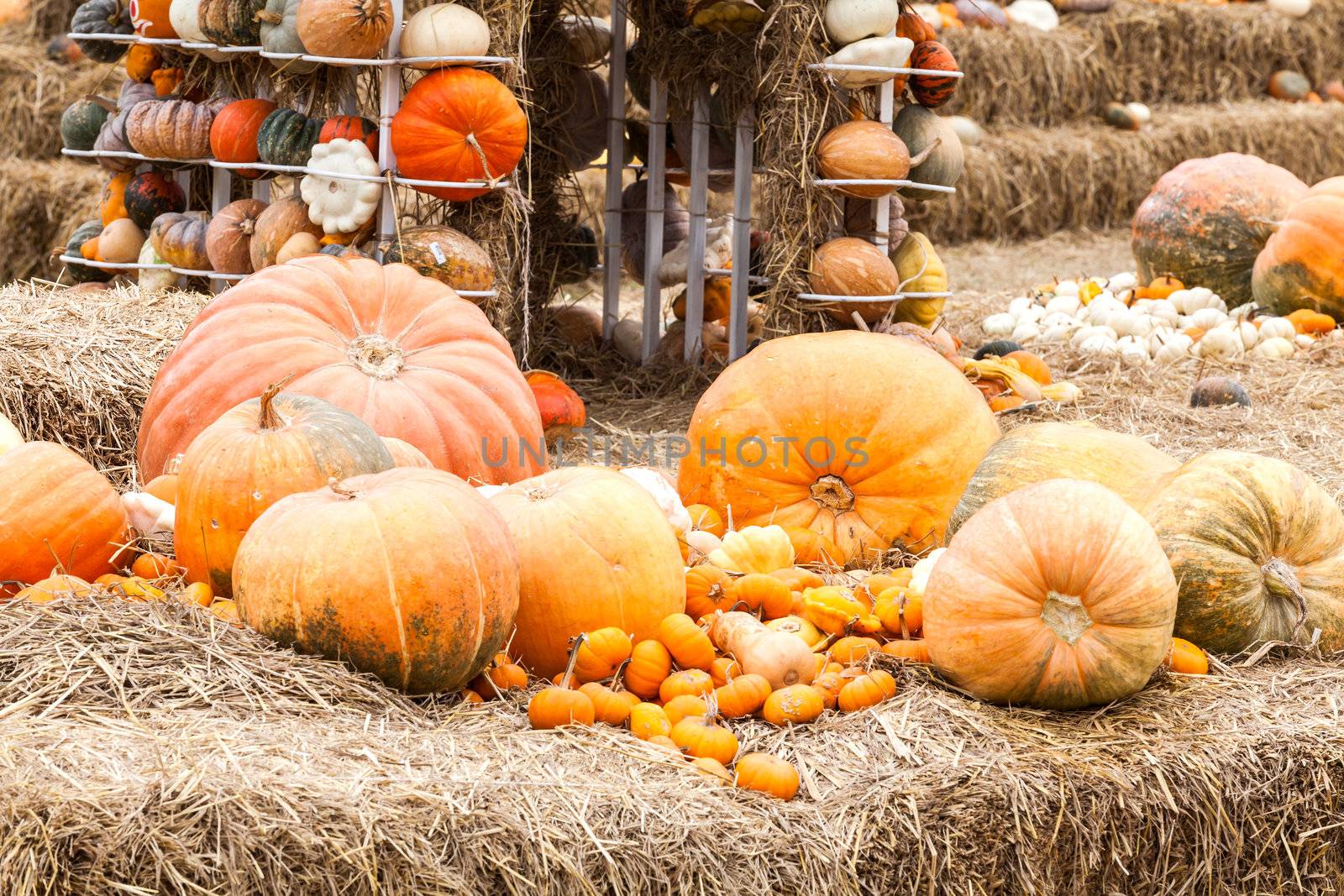 Pumpkins with different colours in the field