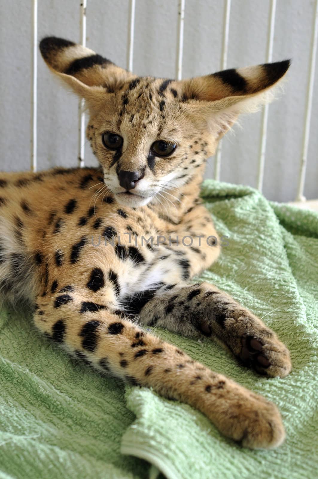 The serval is a medium sized cat. It is a strong yet slender animal, with long legs and a fairly short tail.