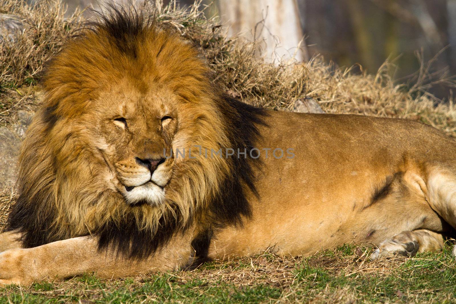 Lion the king by lsantilli