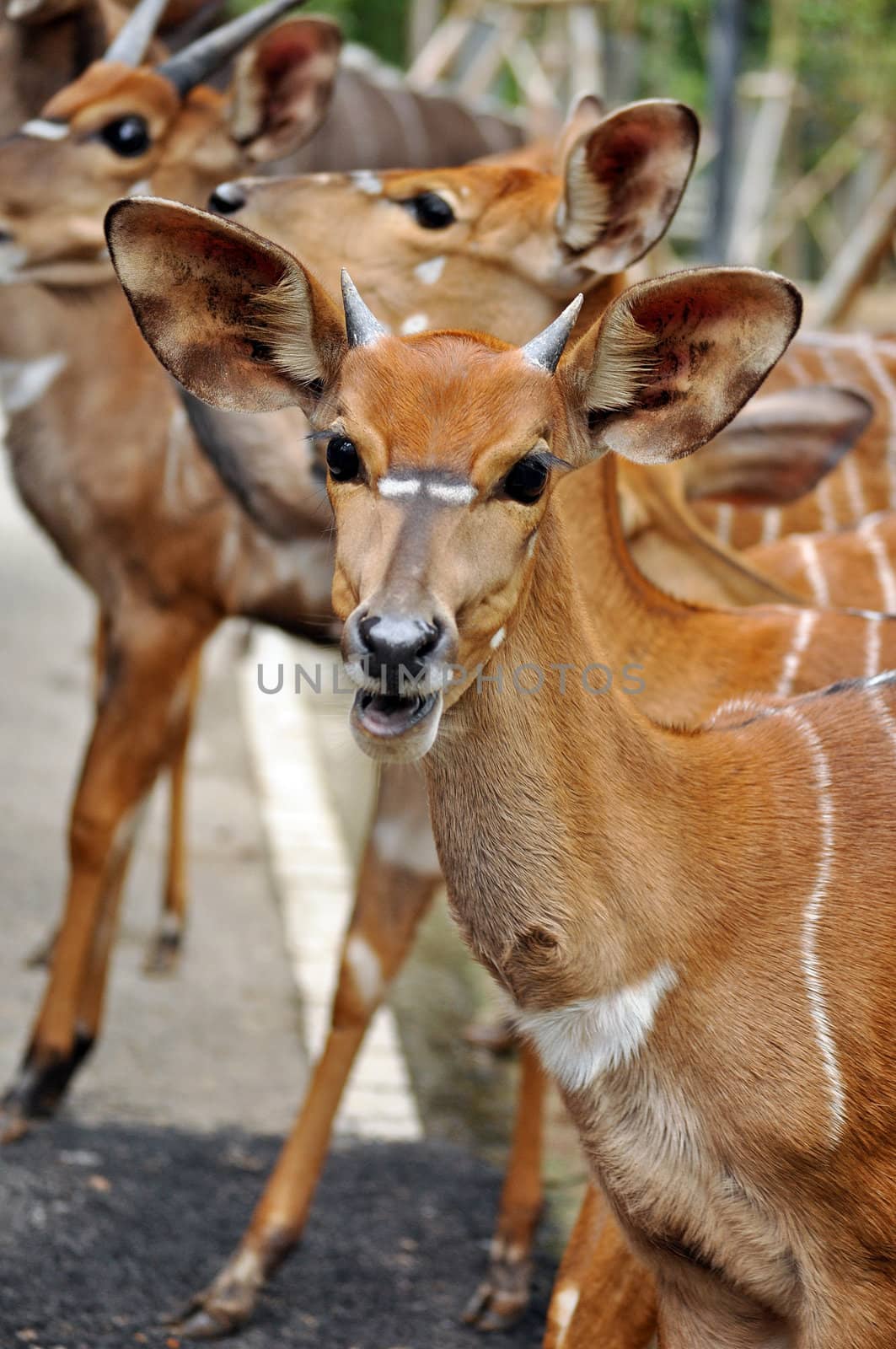 The Nyala is a Southern African antelope. It is a spiral-horned dense-forest antelope that is uncomfortable in open spaces and is most often seen at water holes. 