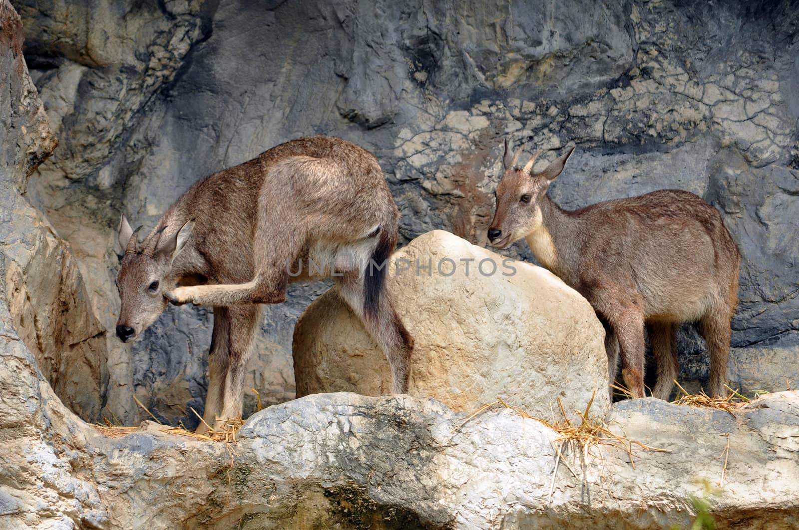 Gorals are often found on rocky hillsides at high elevations. Though their territory often coincides with that of the closely-related serow, the goral will usually be found on higher, steeper slopes with less vegetation