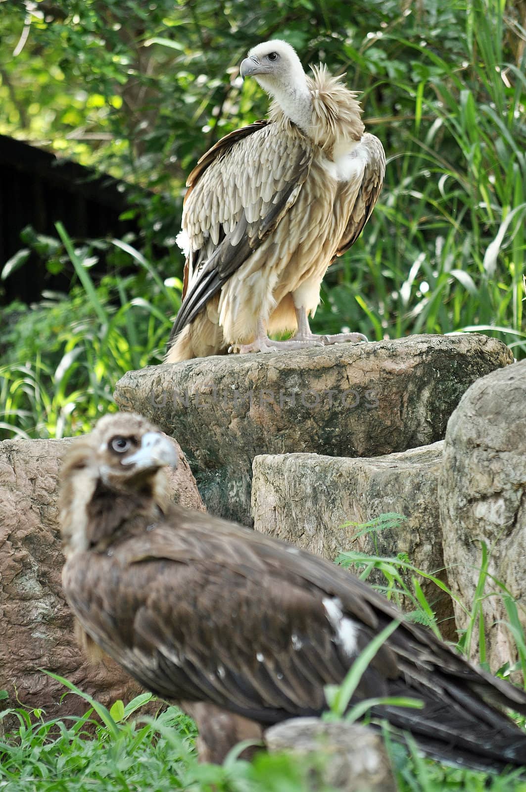 Himalayan Griffon Vulture and Cinereous Vulture by MaZiKab