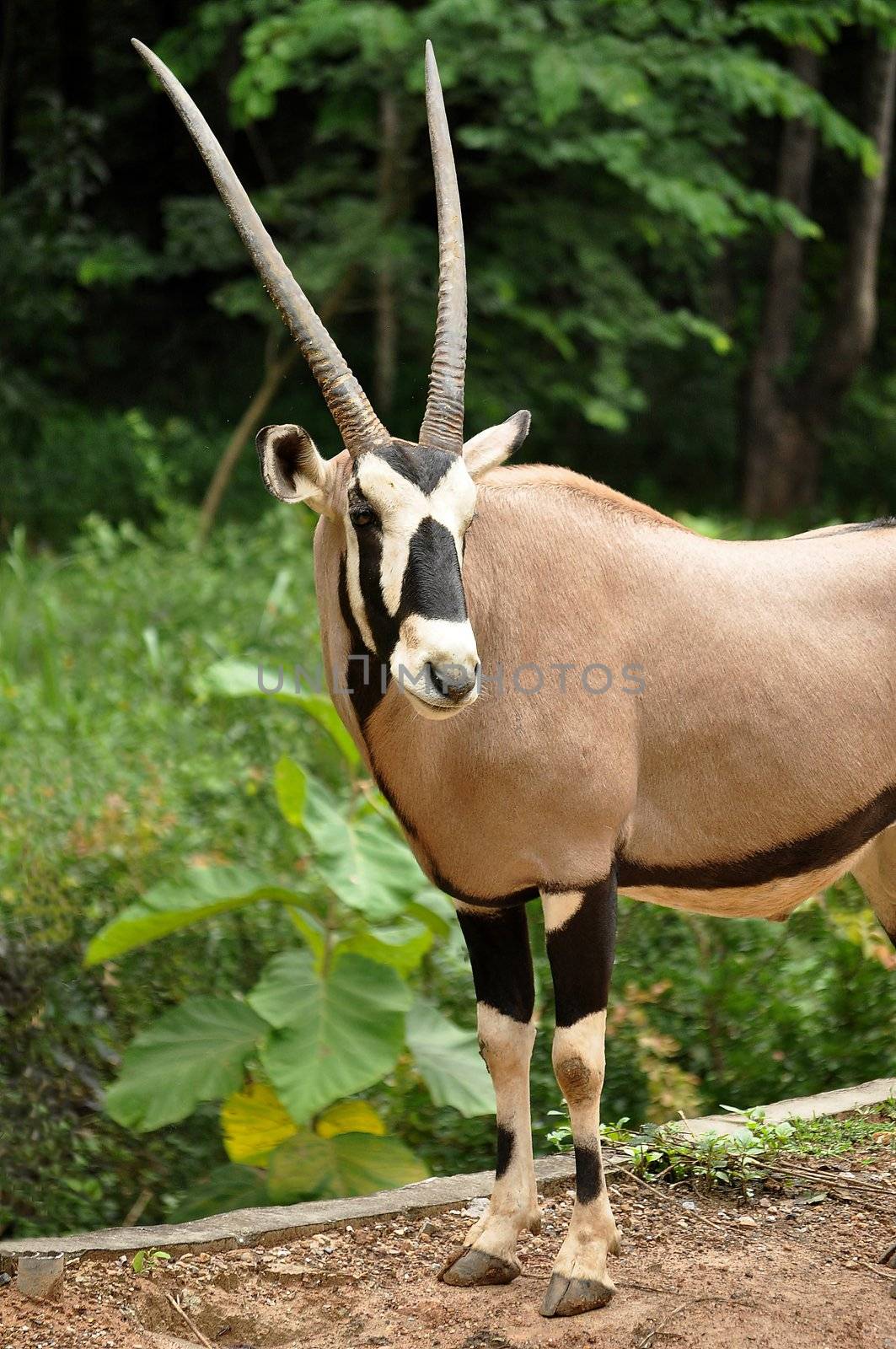 East African Oryx by MaZiKab