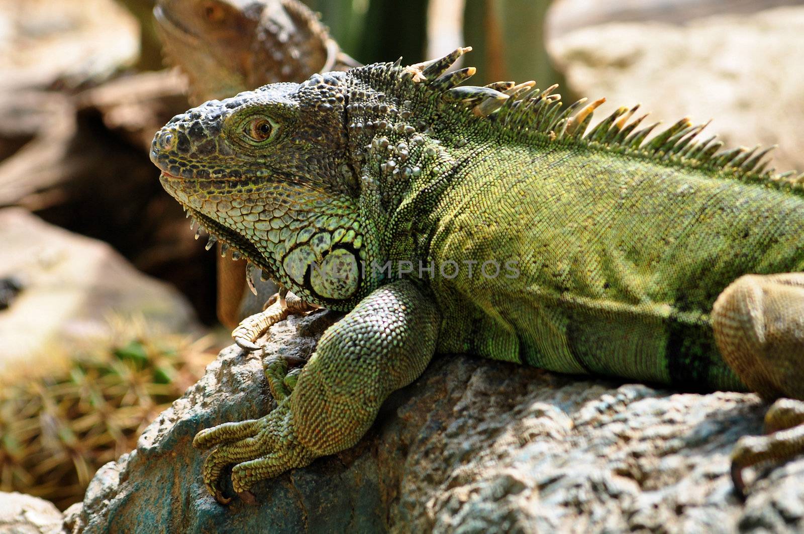 the iguana is a large docile species of lizard
