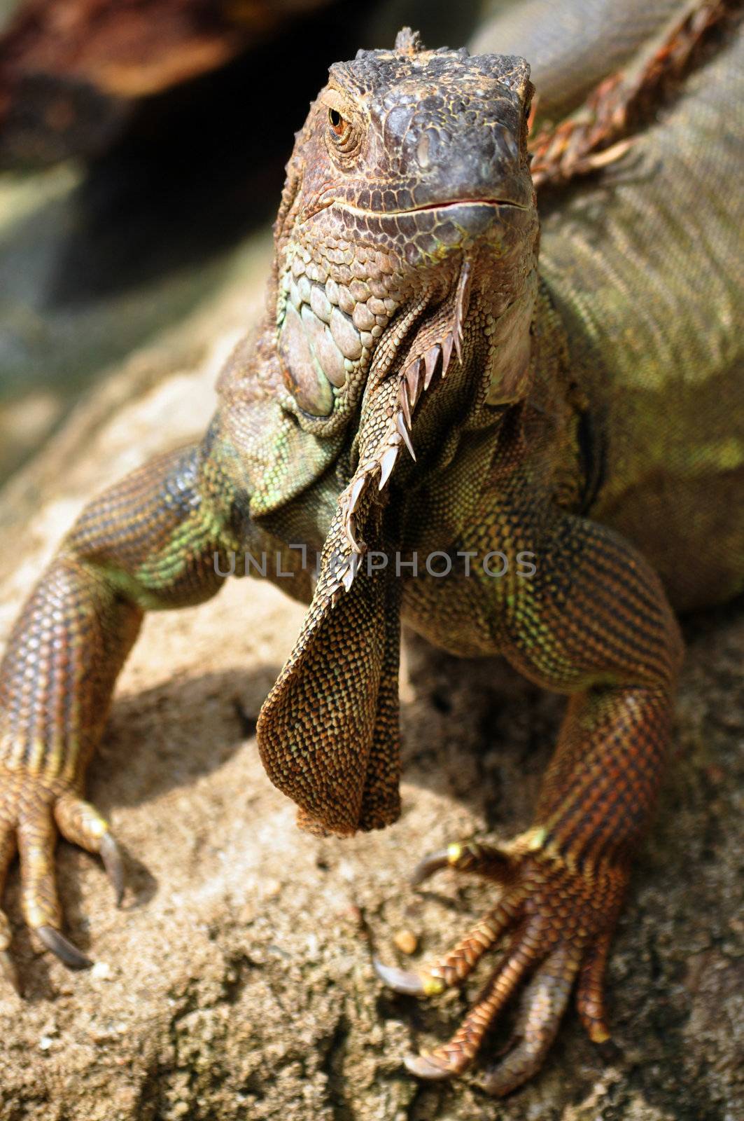 the iguana is a large docile species of lizard