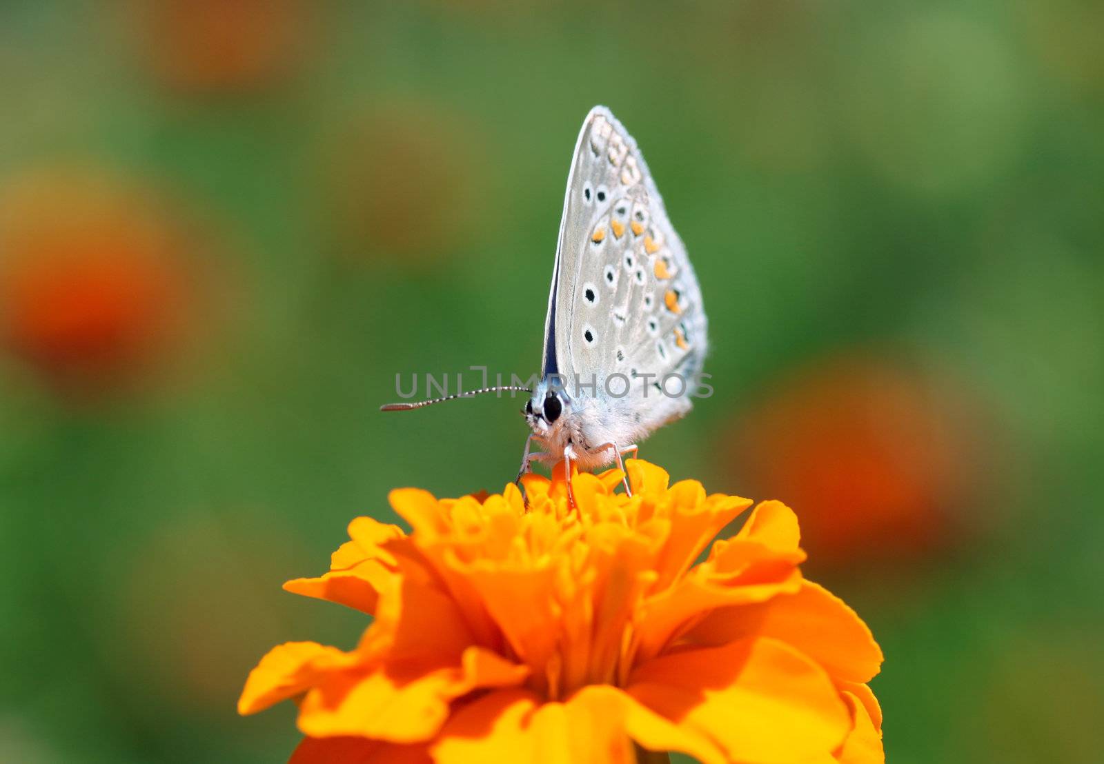 common blue butterfly by romantiche