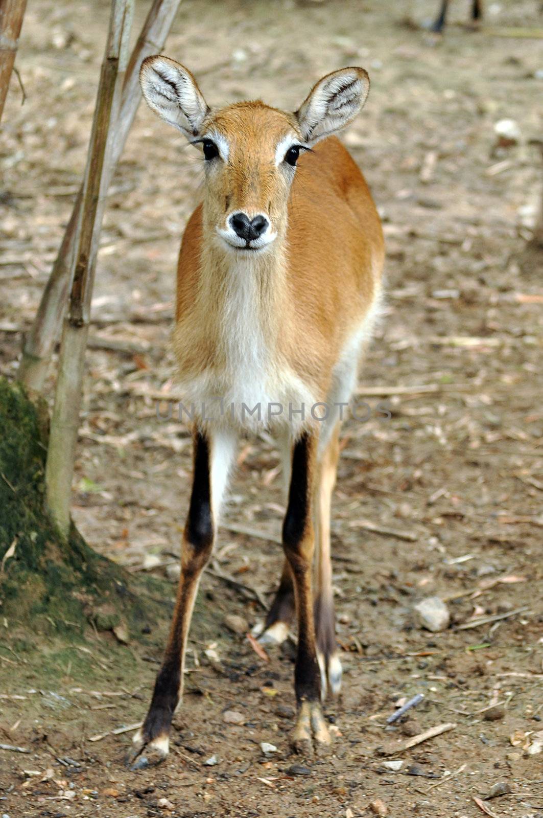 Lechwe are found in marshy areas where they eat aquatic plants. They use the knee-deep water as protection from predators.
