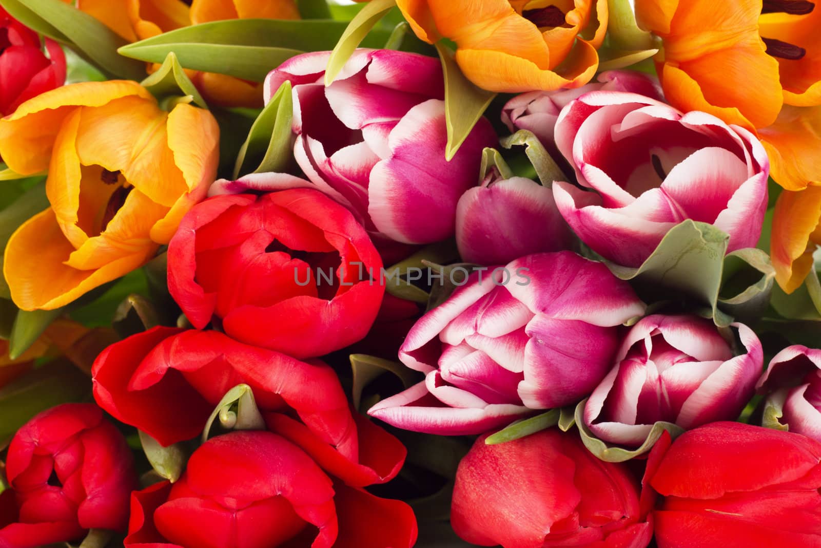 Closeup of tulips