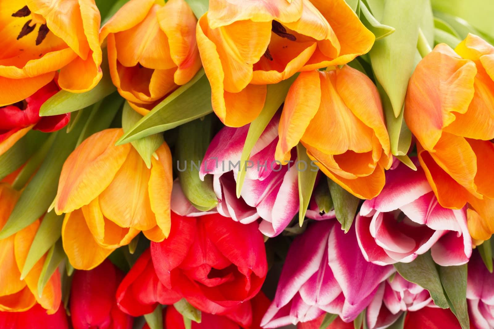 Closeup of tulips