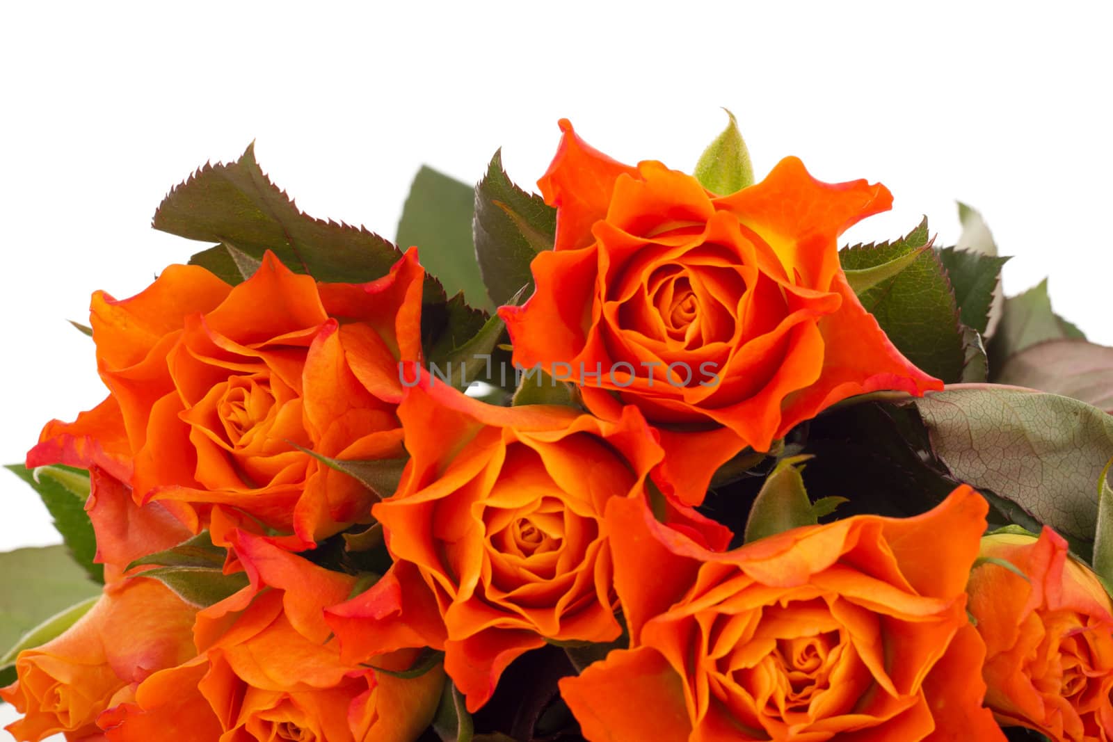 Bunch of roses
