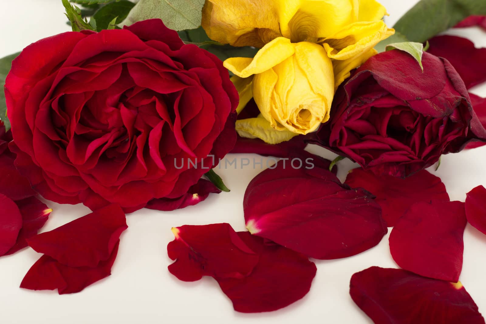 Roses with petals