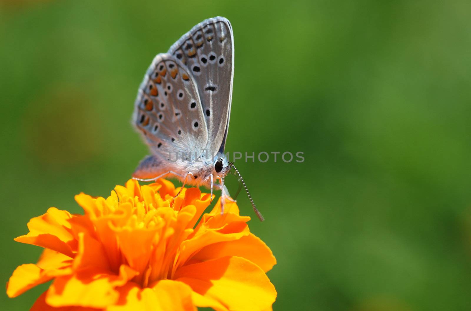 butterfly on marigold flower by romantiche