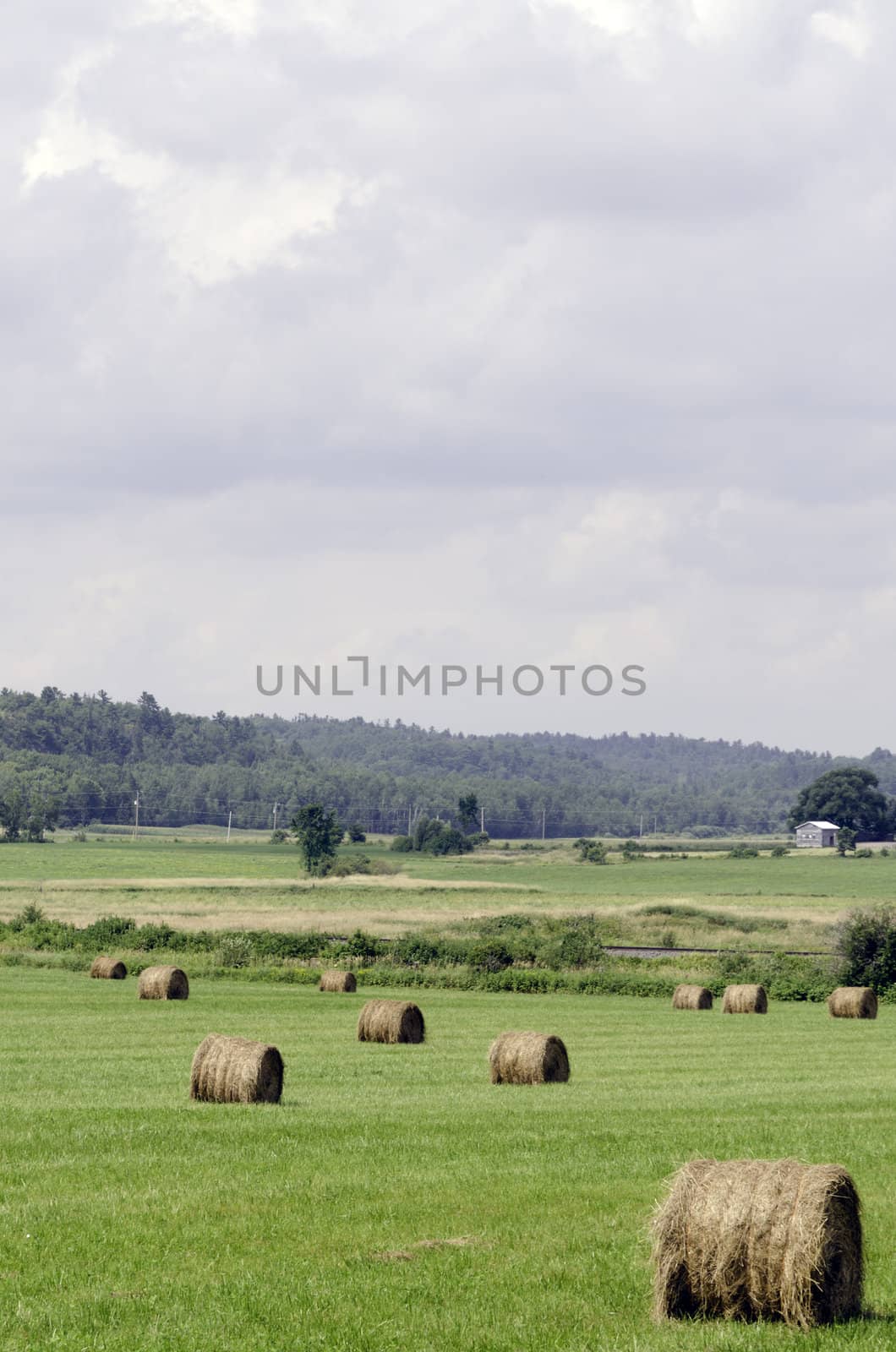 Hay bails in a field on green grass background