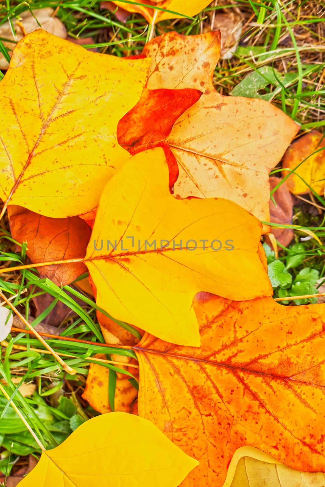 Autumn red and yellow foliage background
