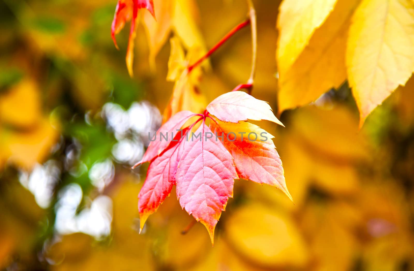 Autumn red leaа on golden leaves foliage background