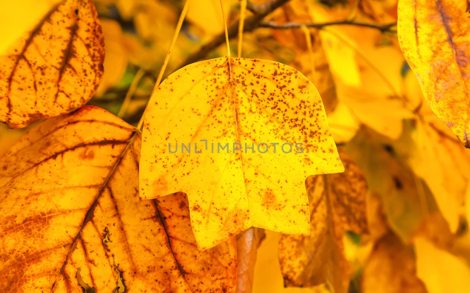 Golden autumn leaves background