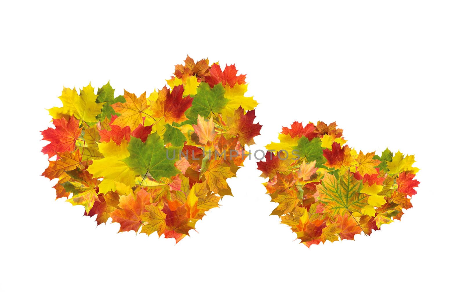 Two hearts from autumn maple leaves