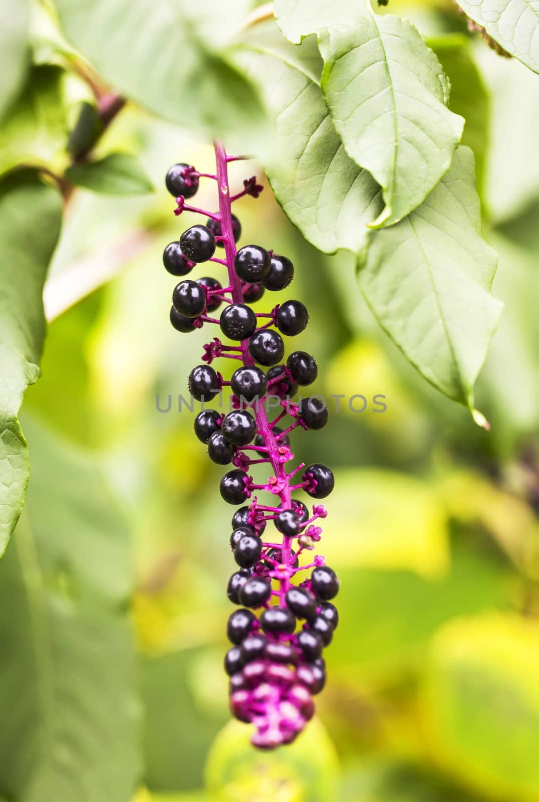 Wild autumn purple berries by RawGroup