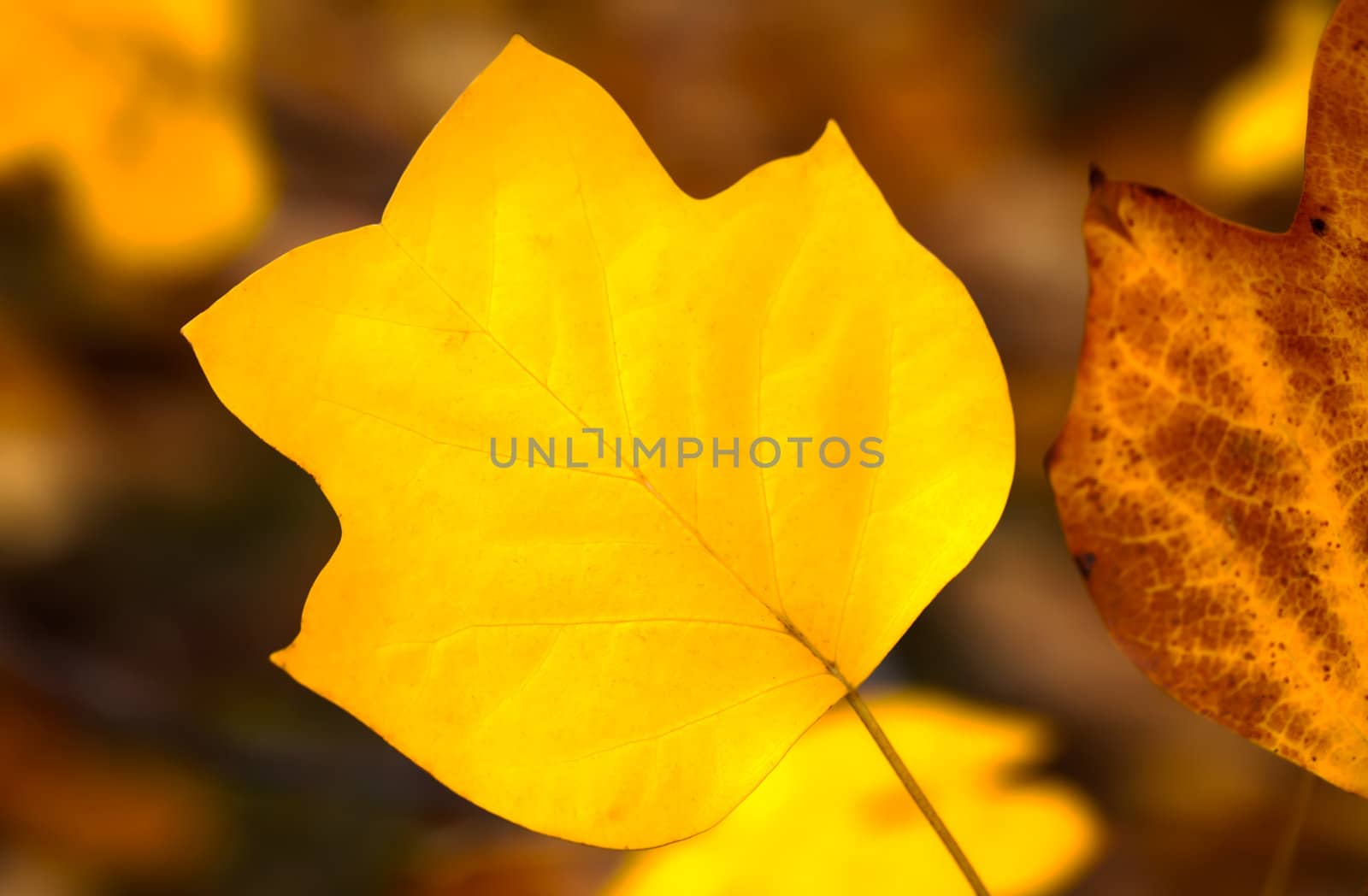 Yellow autumn leaf on dark background