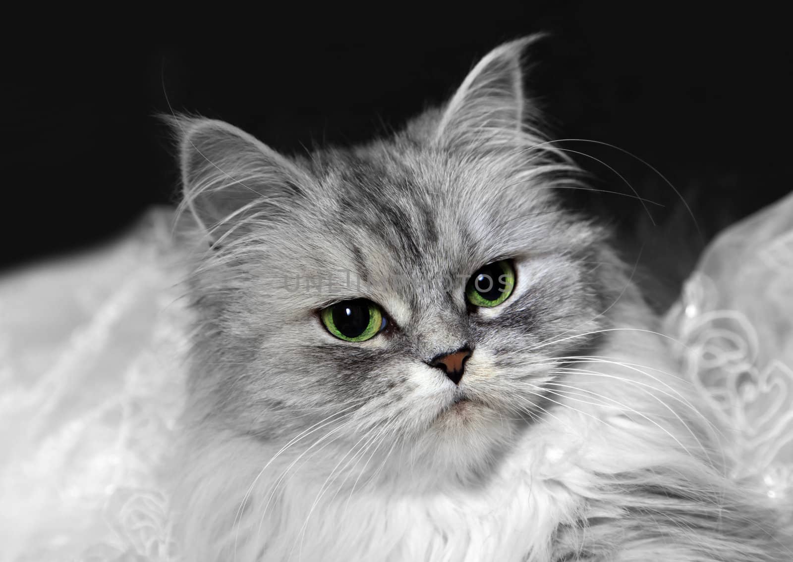 Portrait of a grey small cat in studio