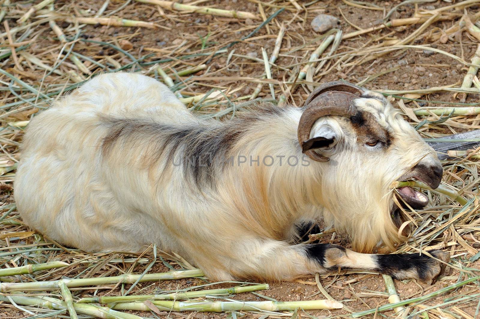 Goats are one of the oldest domesticated species. Goats have been used for their milk, meat, hair, and skins over much of the world.