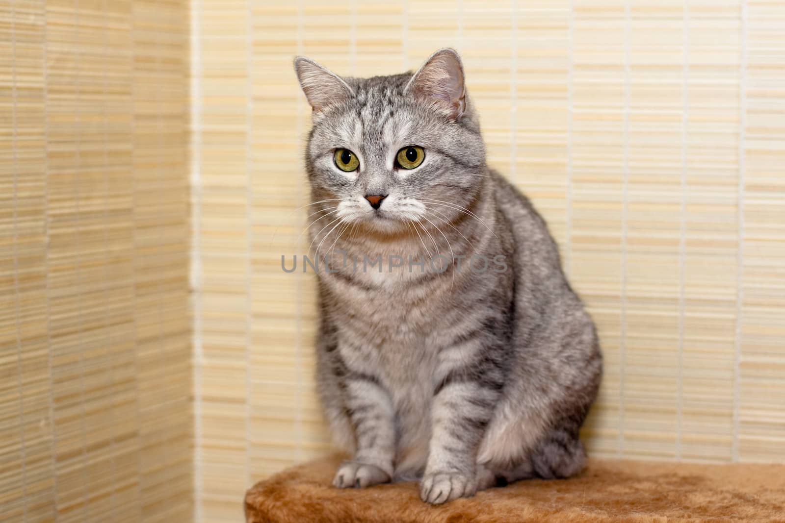 A sitting grey tabby cat
