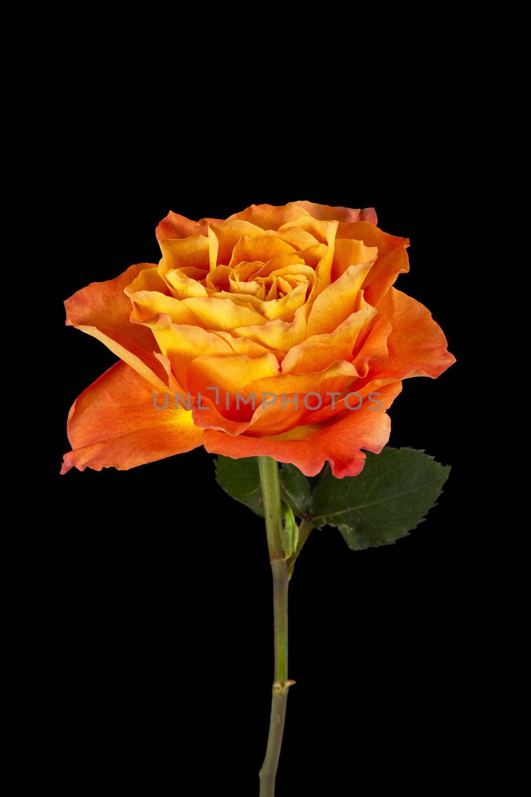 Image of orange rose flower on dark background