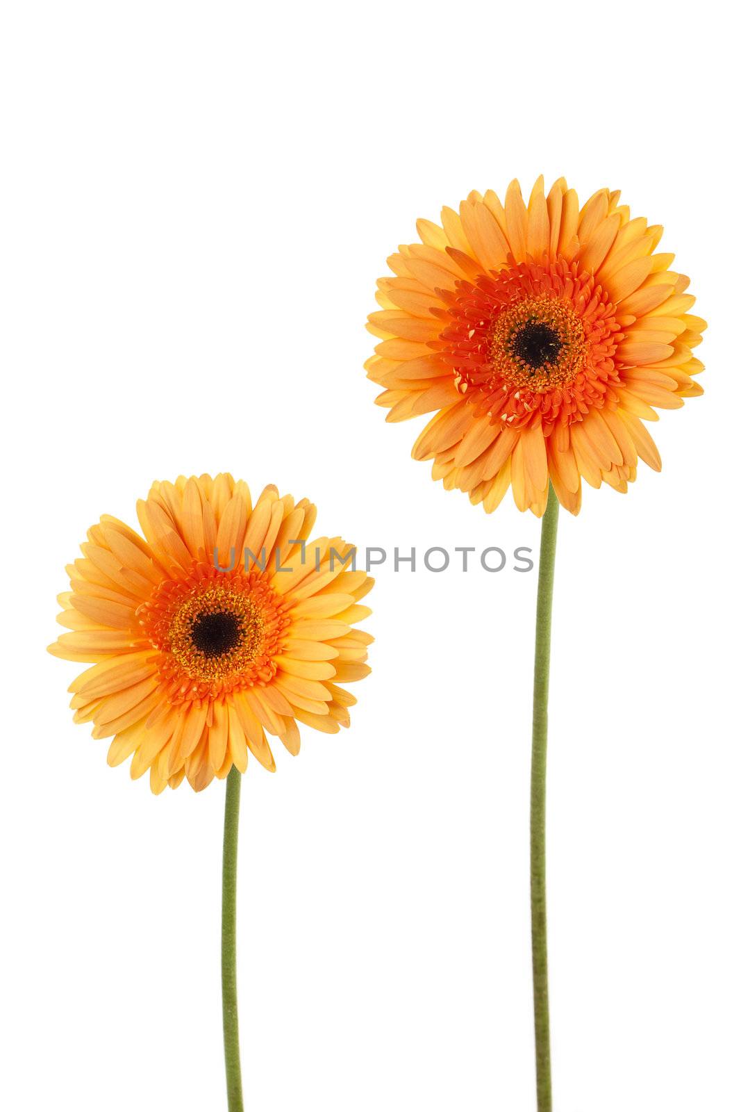 Close-up image of two yellow daisies against white background.