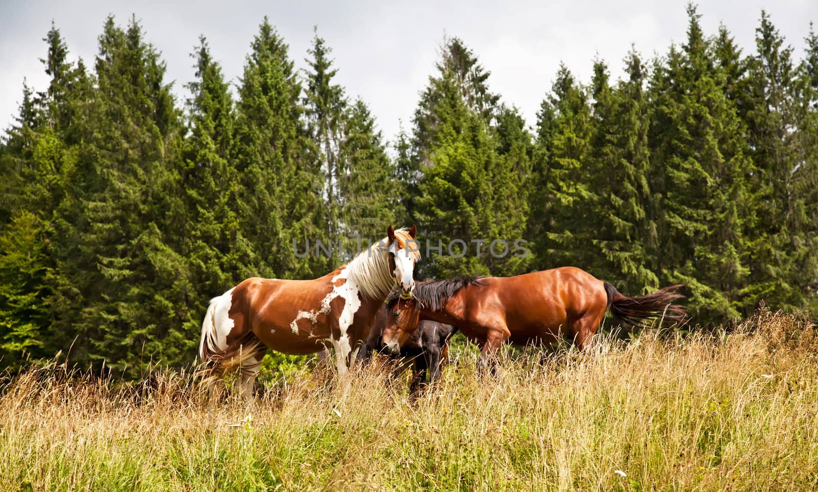 Two beautiful horses grazing on the summer field