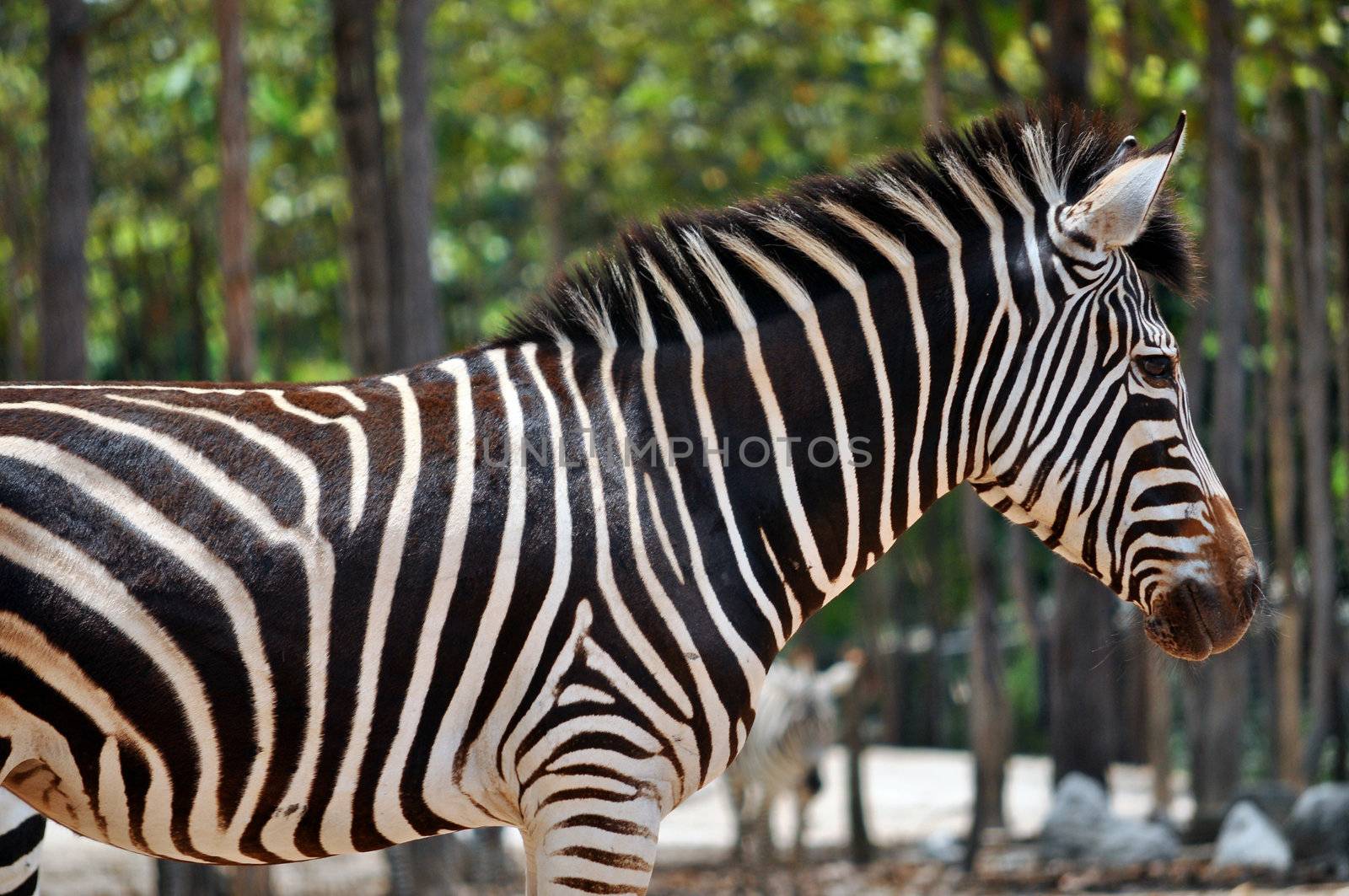 zebra by MaZiKab