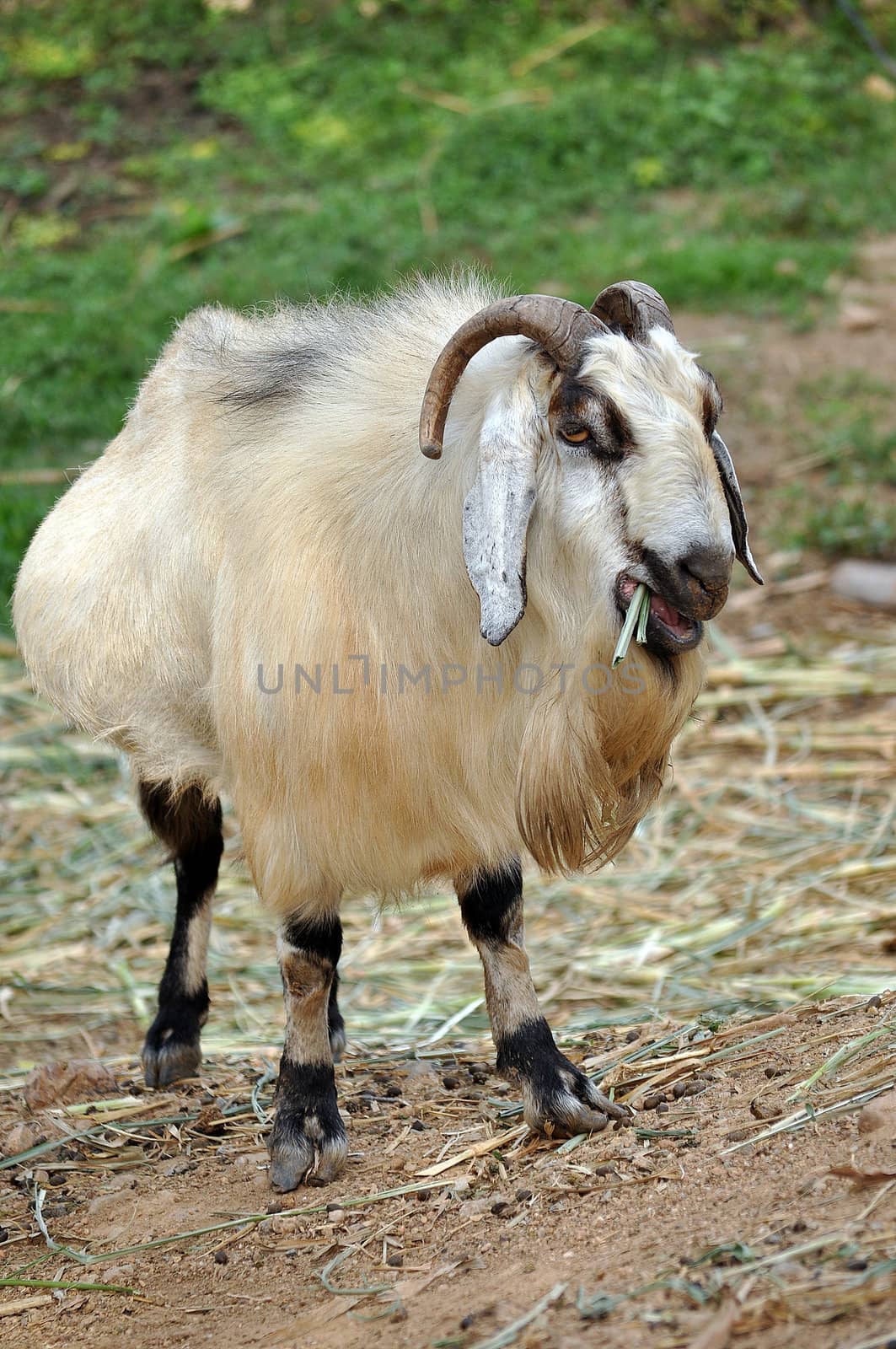 Goats are one of the oldest domesticated species. Goats have been used for their milk, meat, hair, and skins over much of the world.