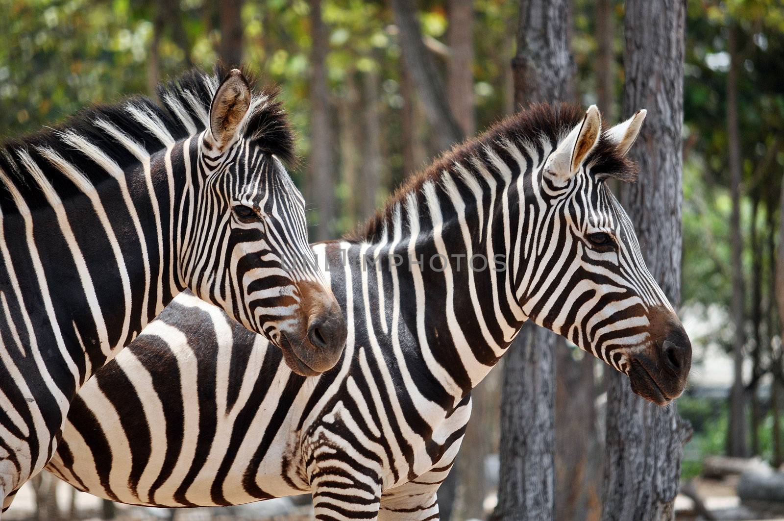 The unique stripes of zebras make these among the animals most familiar to people.