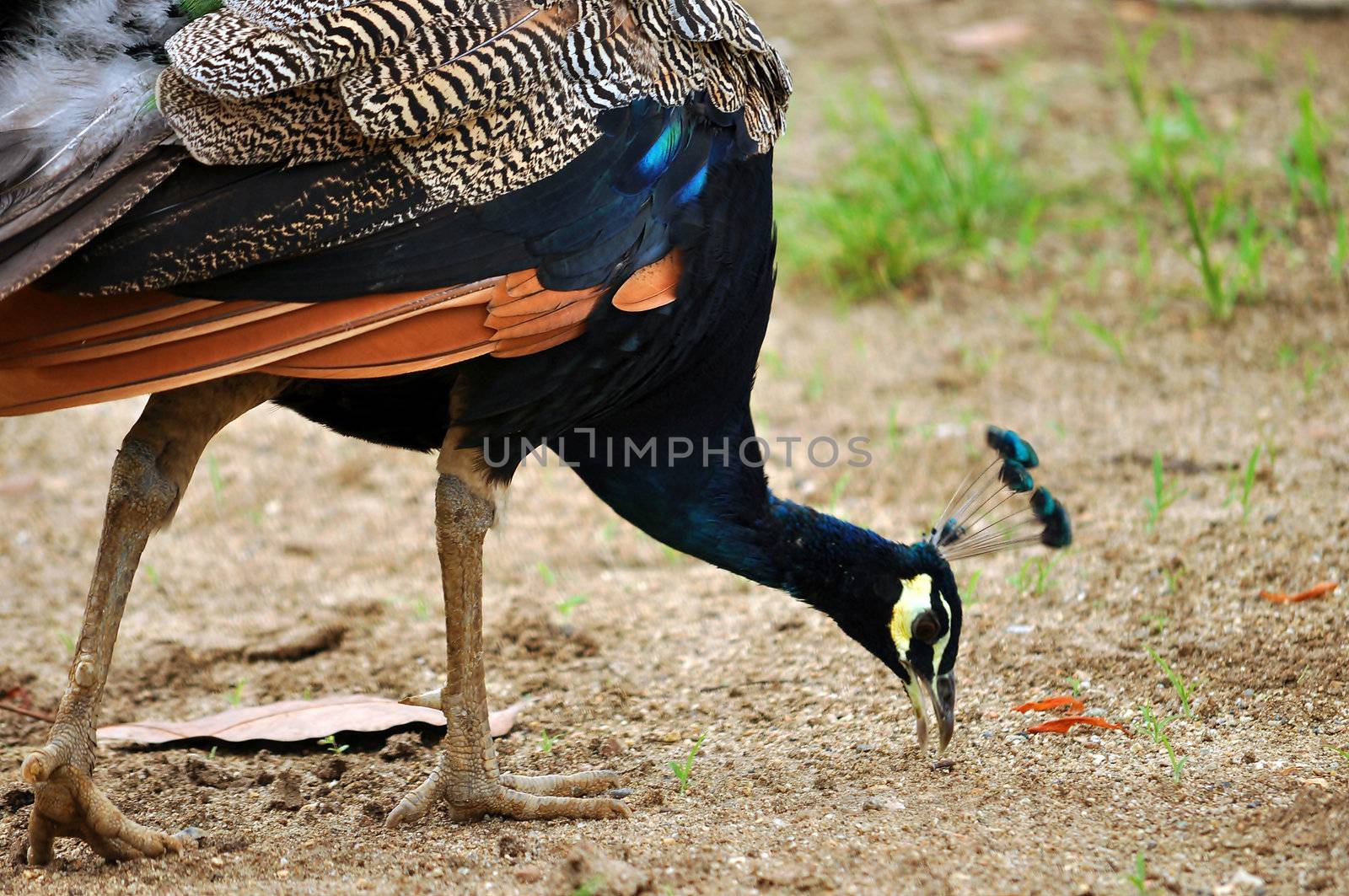 The peafowl are forest birds that nest on the ground but roost in trees. They are terrestrial feeders.