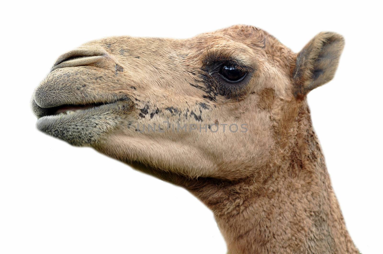 The dromedary or Arabian camel has a single hump. Dromedaries are native to the dry desert areas of West Asia.