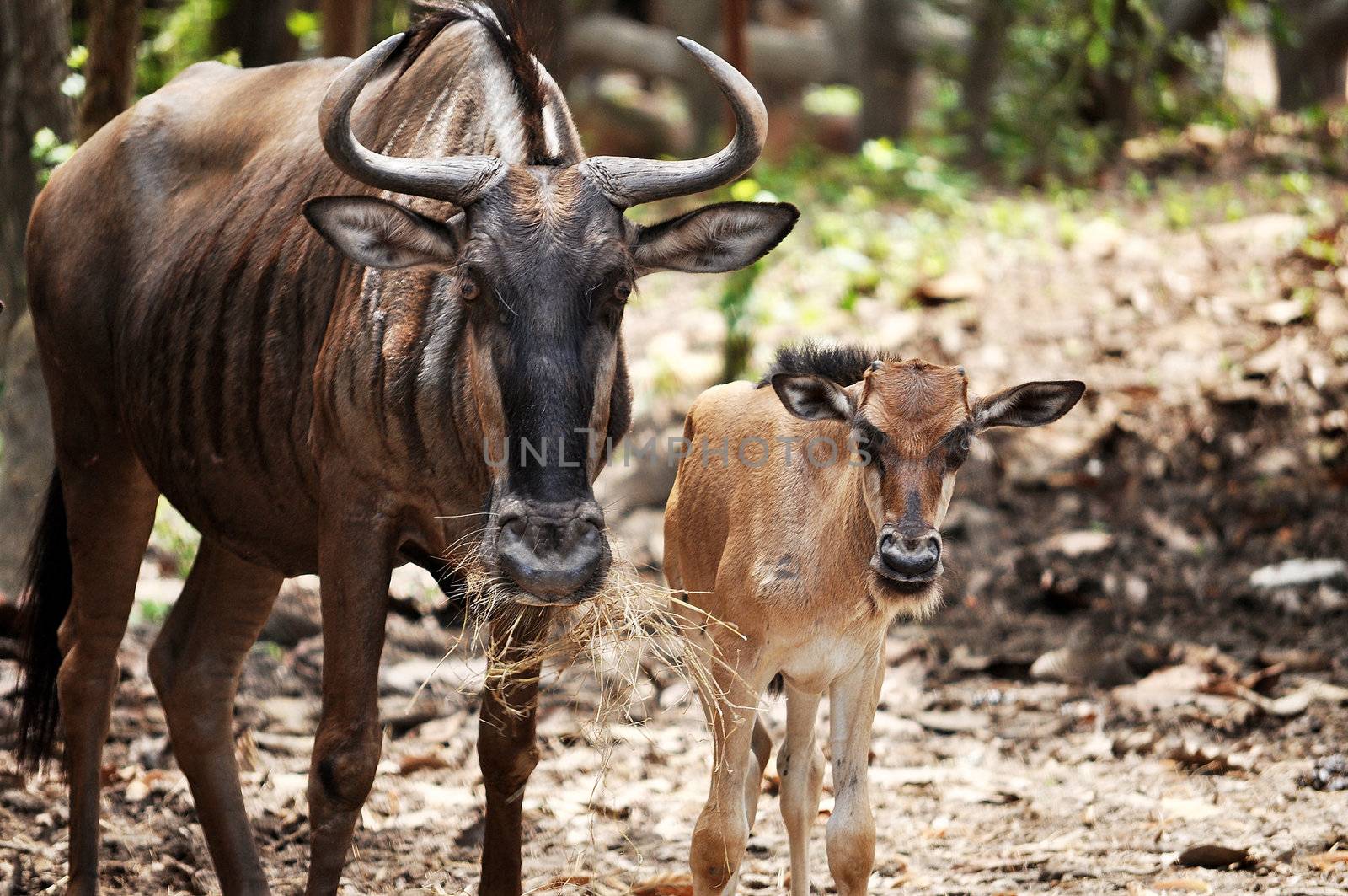 Young Blue Wildebeest are born tawny brown, and begin to take on their adult colouration at age nine weeks. 