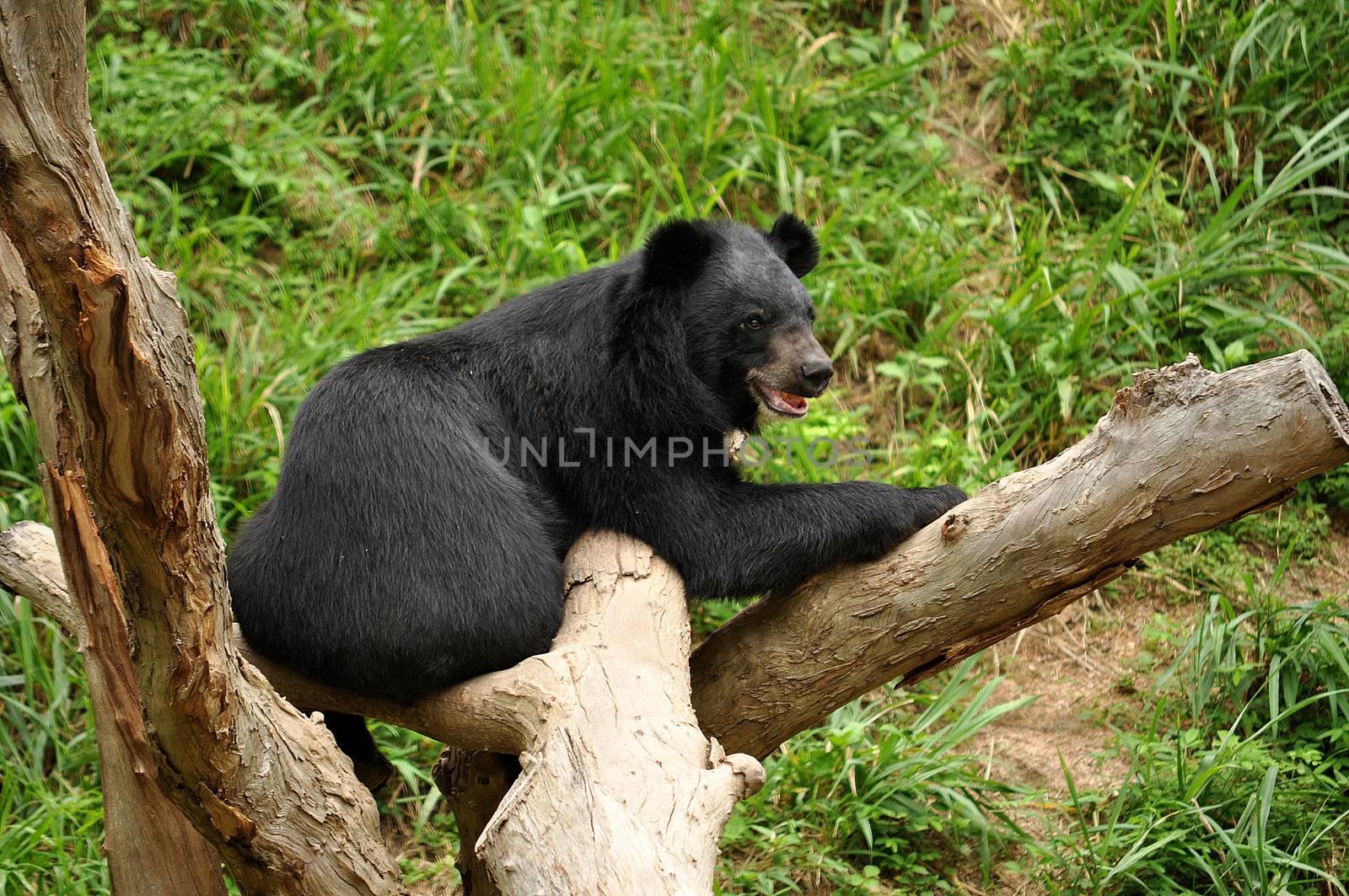 Asian black bears are reproductively compatible with several other bear species, and have on occasion produced hybrid offspring.