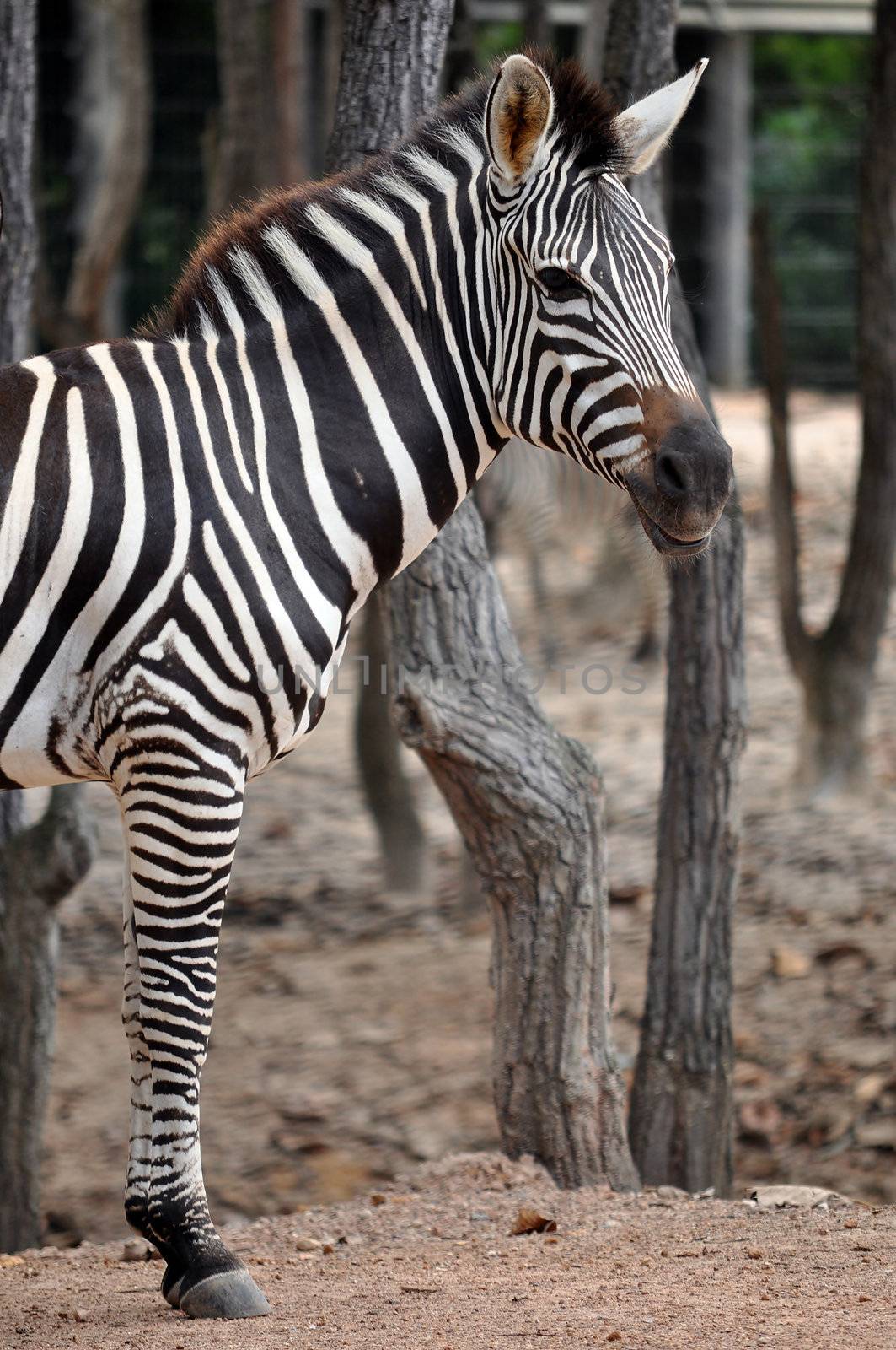 The unique stripes of zebras make these among the animals most familiar to people.