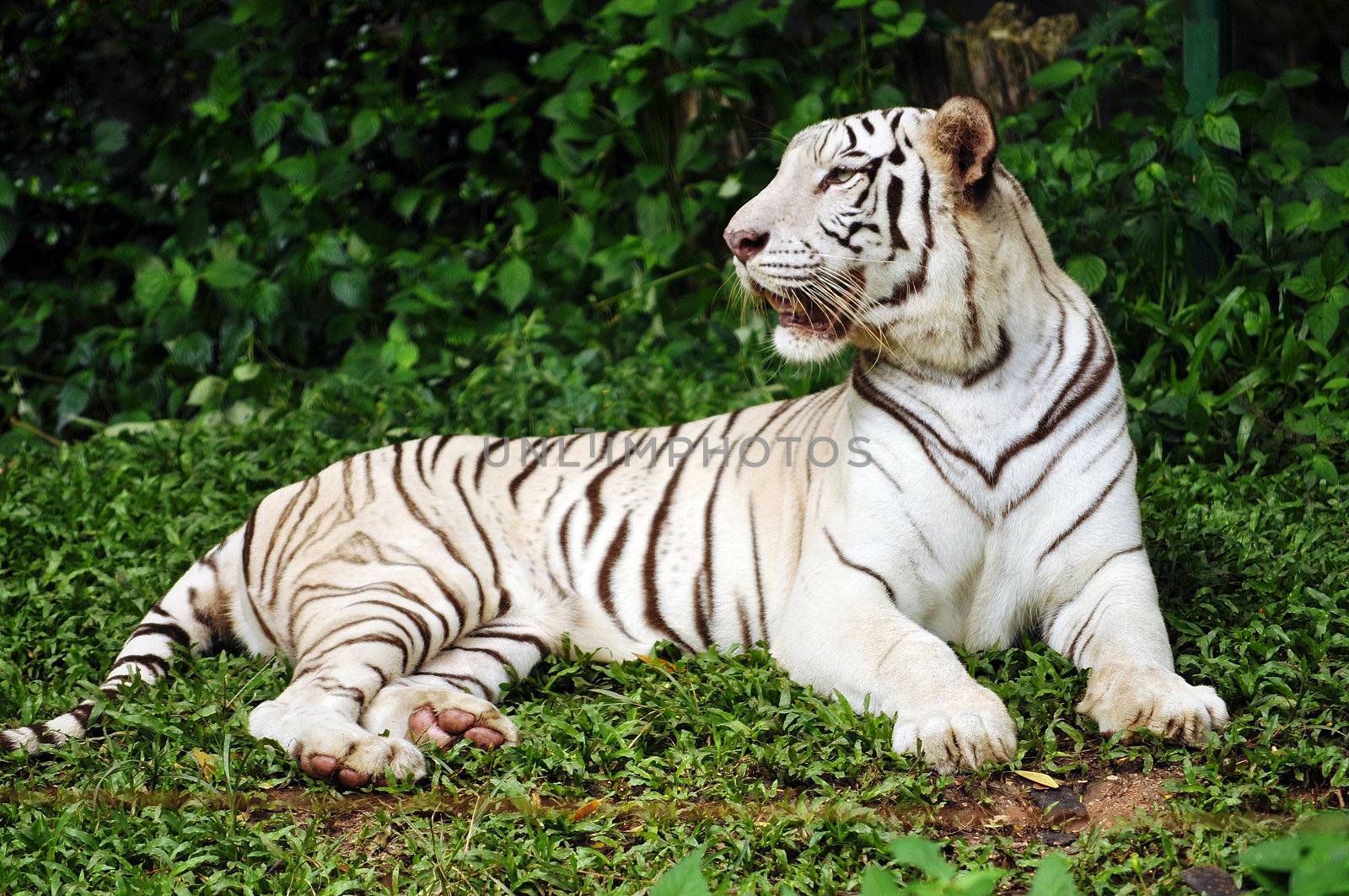 white bengal tiger by MaZiKab