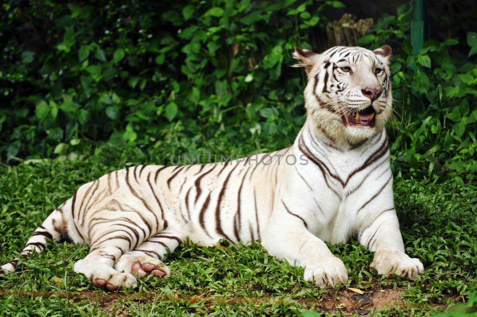 white bengal tiger by MaZiKab