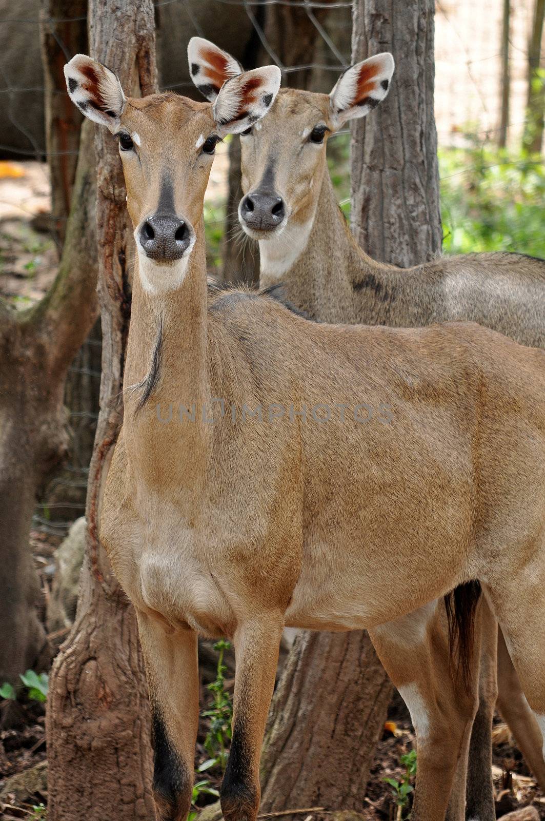 Nilgai have thin legs and a robust body that slopes down from the shoulder.