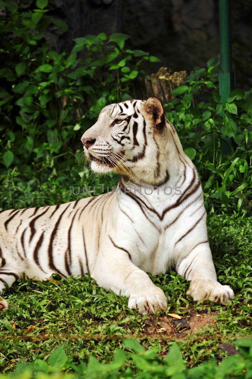 white bengal tiger by MaZiKab