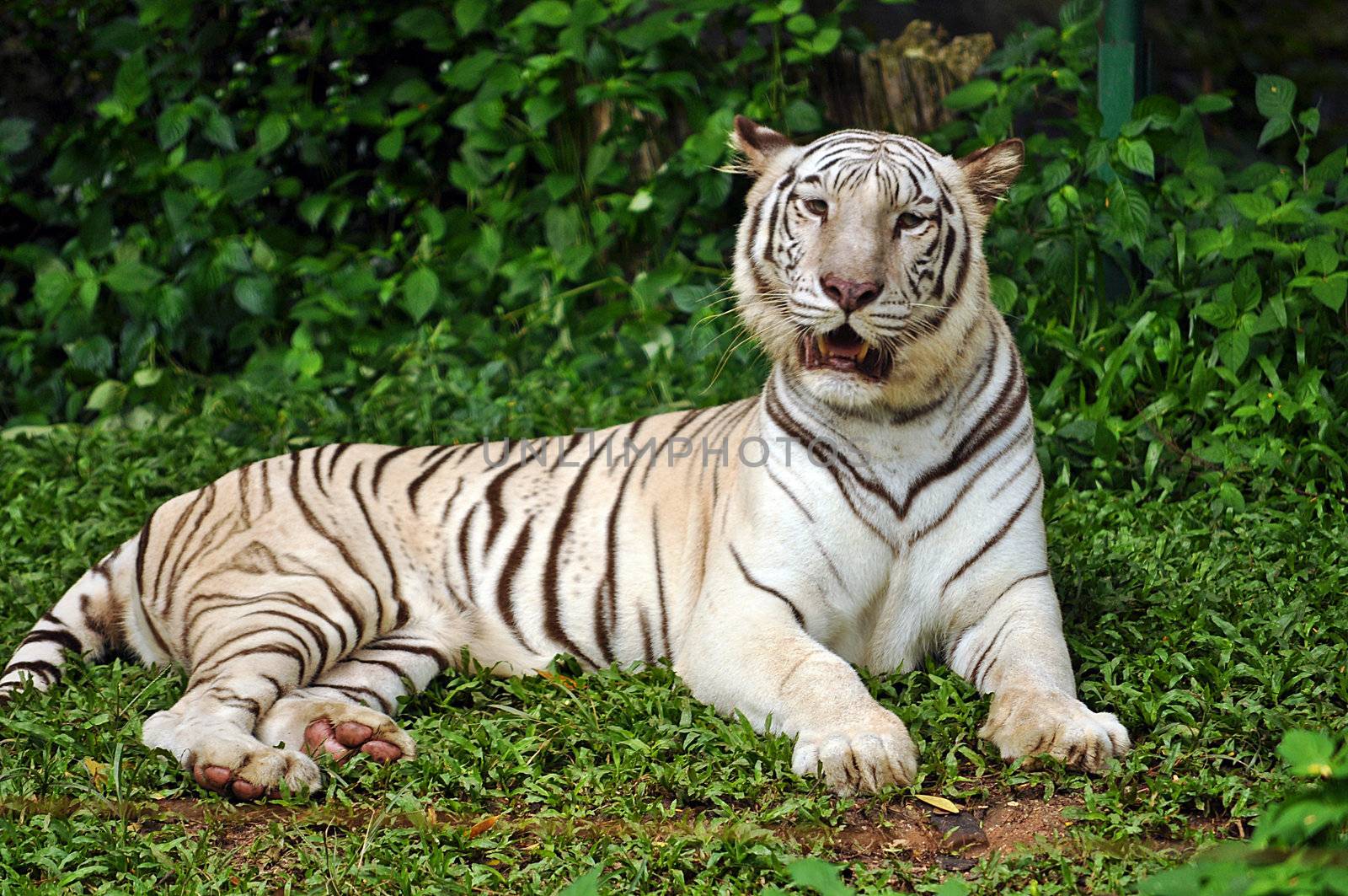 white bengal tiger by MaZiKab