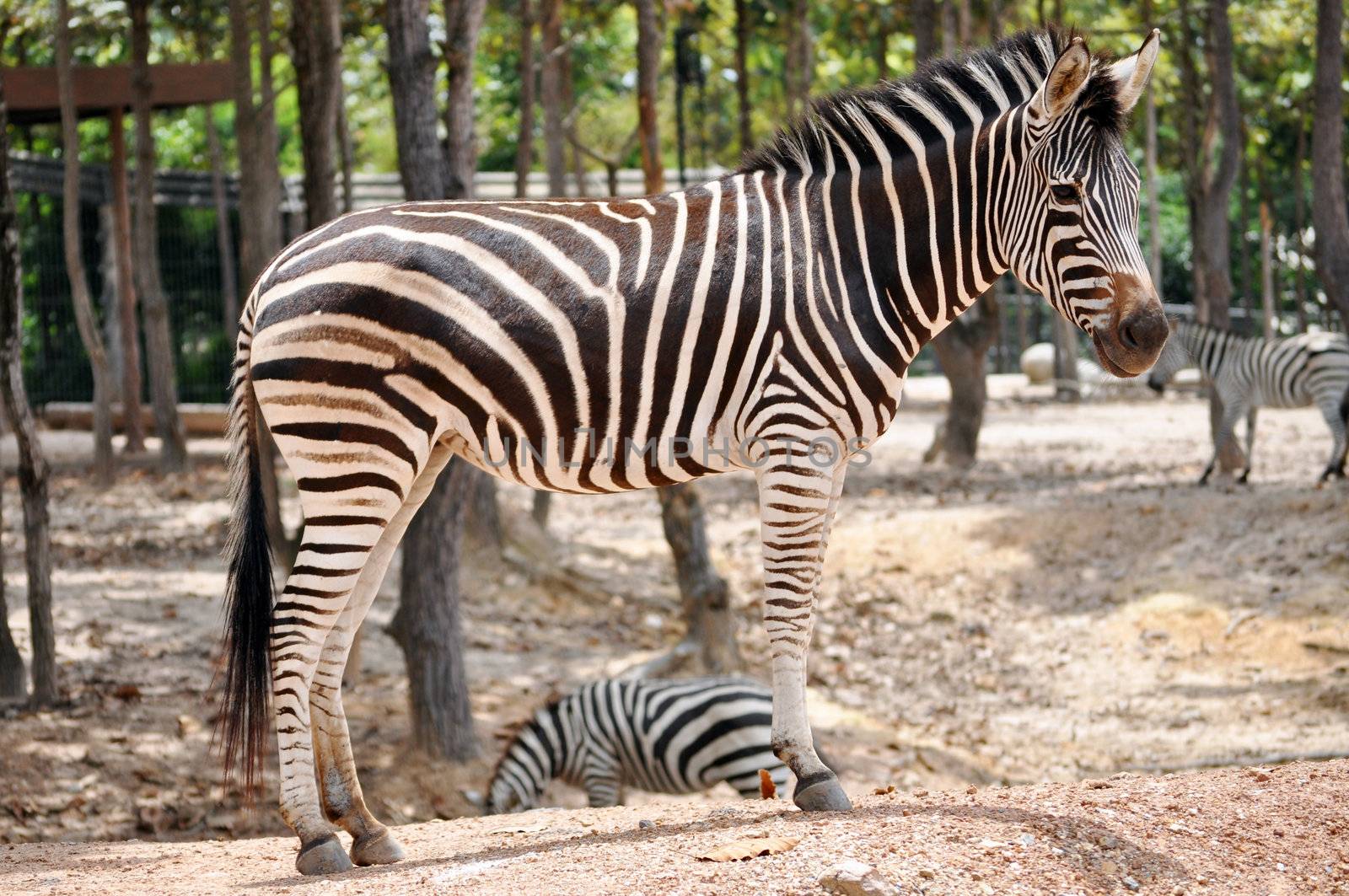The unique stripes of zebras make these among the animals most familiar to people.