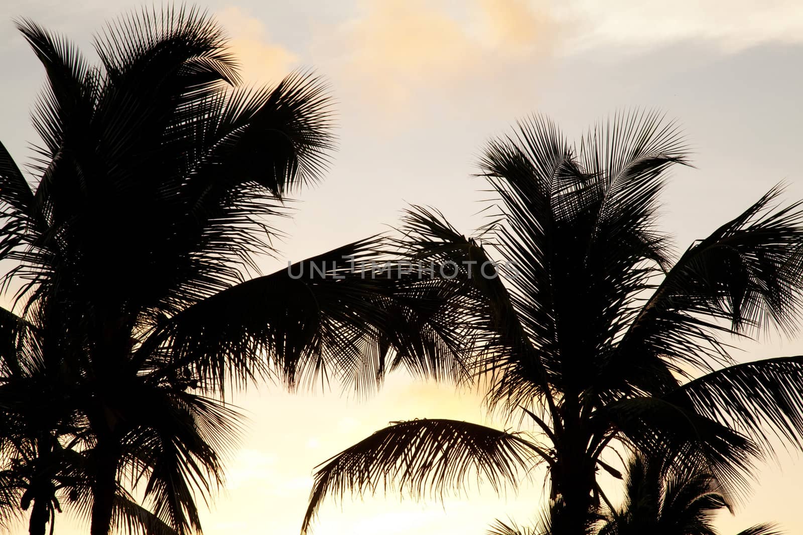 Palms and sunset by RawGroup