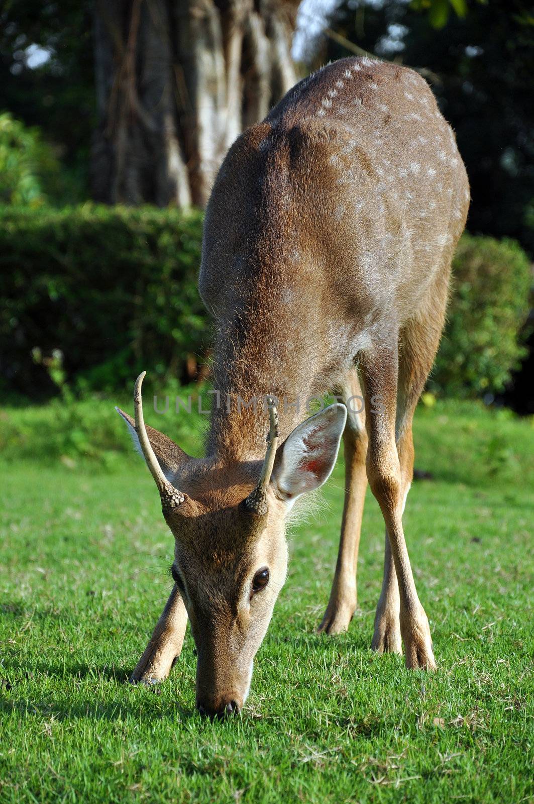 The sika deer can be active throughout the day, though in areas with heavy human disturbance they tend to be nocturnal. 