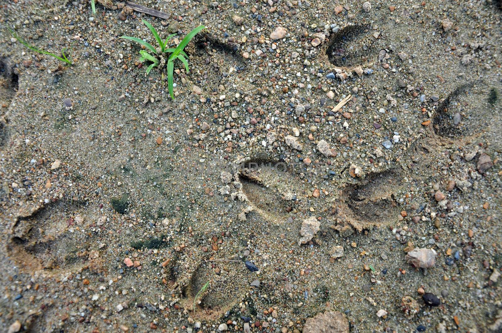 Footprints can be followed when tracking during a hunt or can provide evidence of activities. 